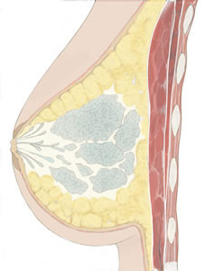 breast_cross_section